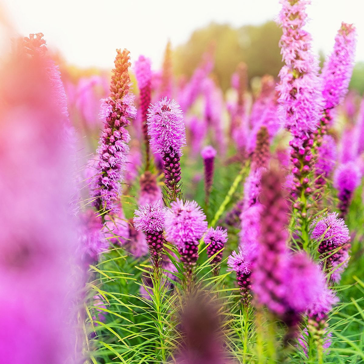 Beautiful abstract scenic landscape view of blooming purple liatris spicata or gayfeather flower meadow in rays of sunset warm sun light. Wildflower field blossoming background