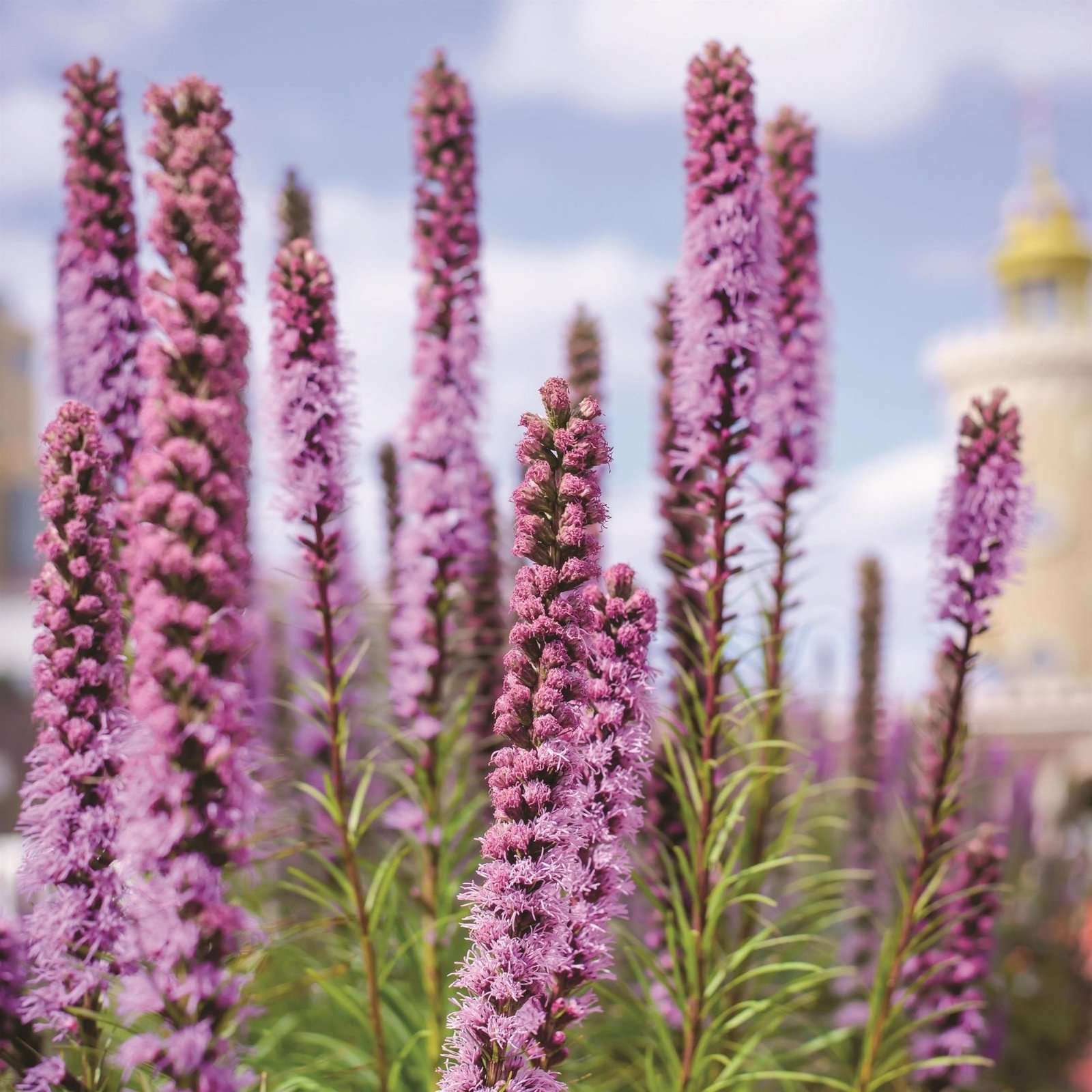 Liatris-spicata_09d691cc-4558-4ae7-9bee-2a98ea59c0b6