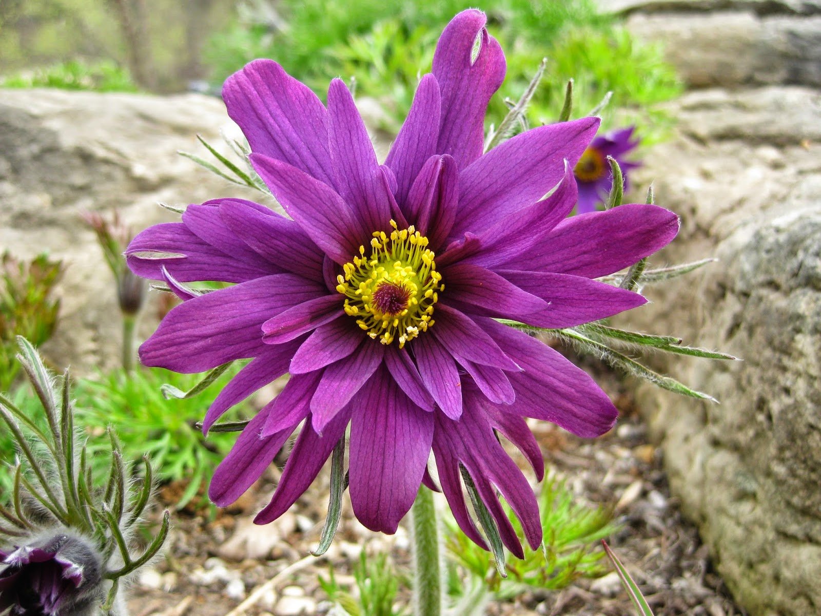 Pulsatilla vulgaris (double) 2014a.jpg