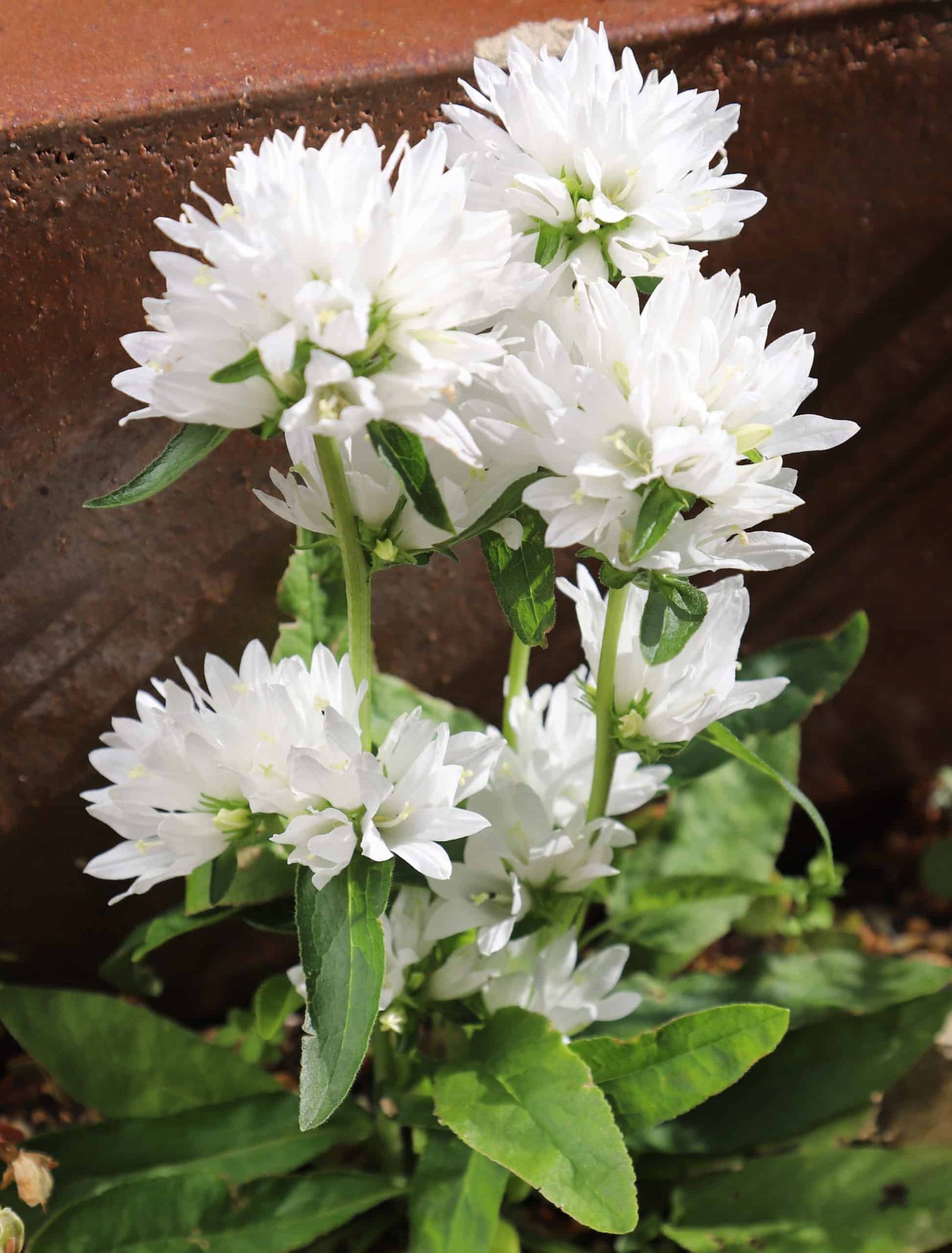 campanula-globulata-alba-1e4223-scaled