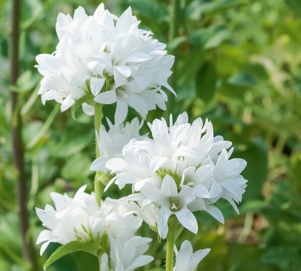 campanula-glomerata-Alba-clustered-bellflower