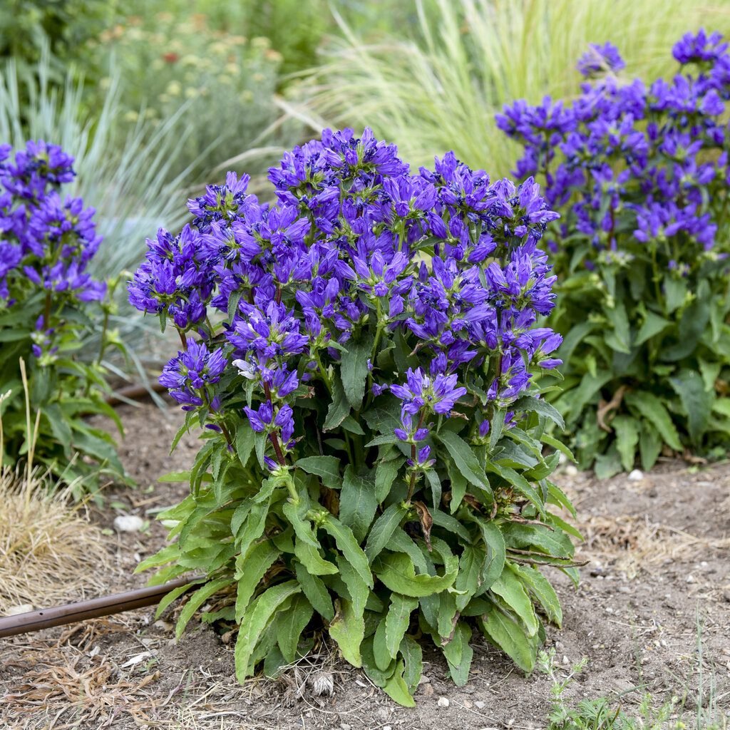 campanula_bells_and_whistles