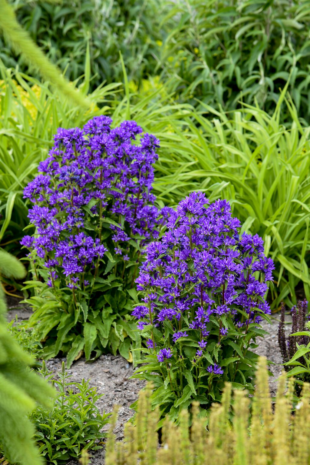 campanula_bells_and_whistles_apj23_4
