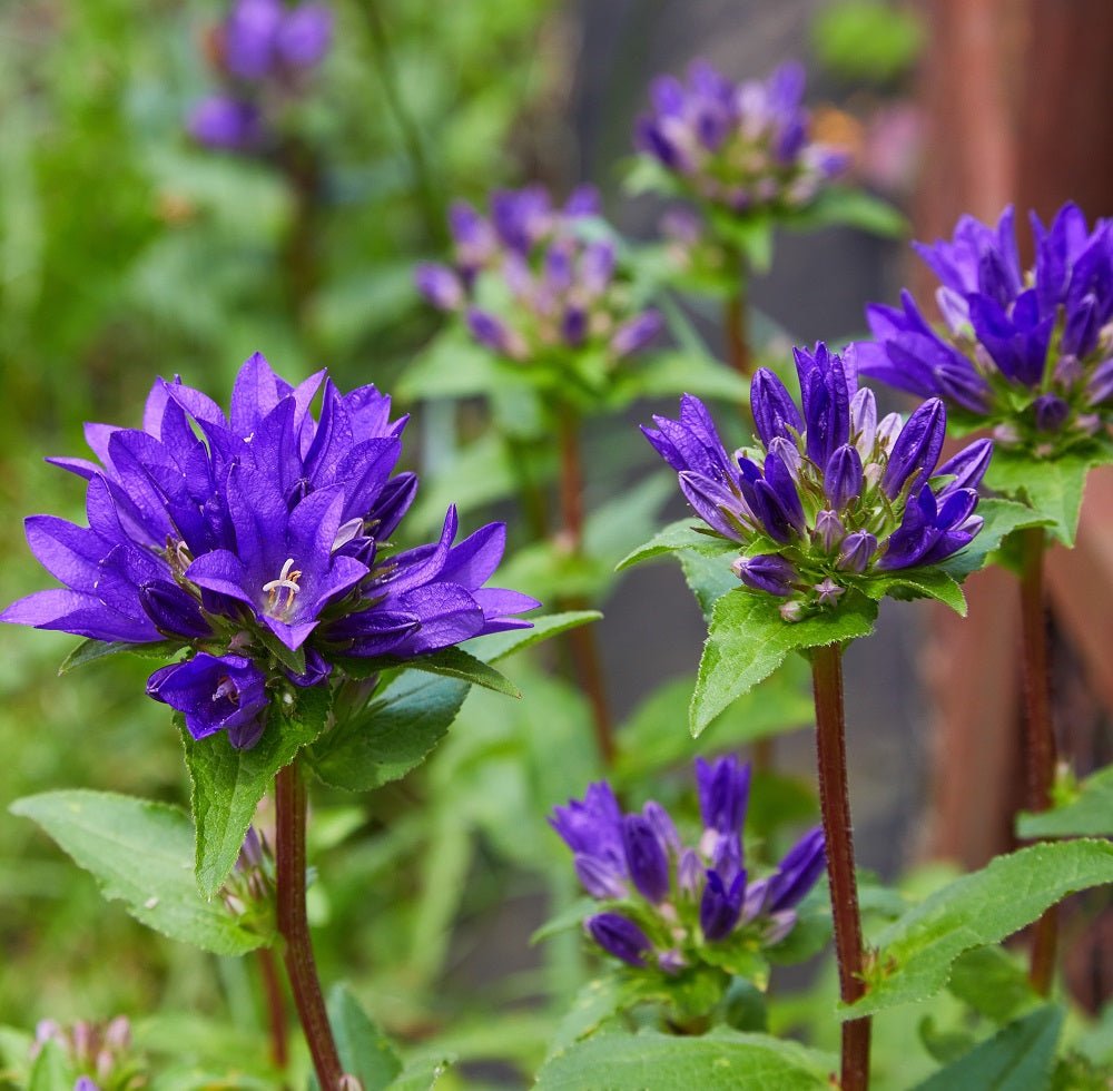clustered-bellflower-online