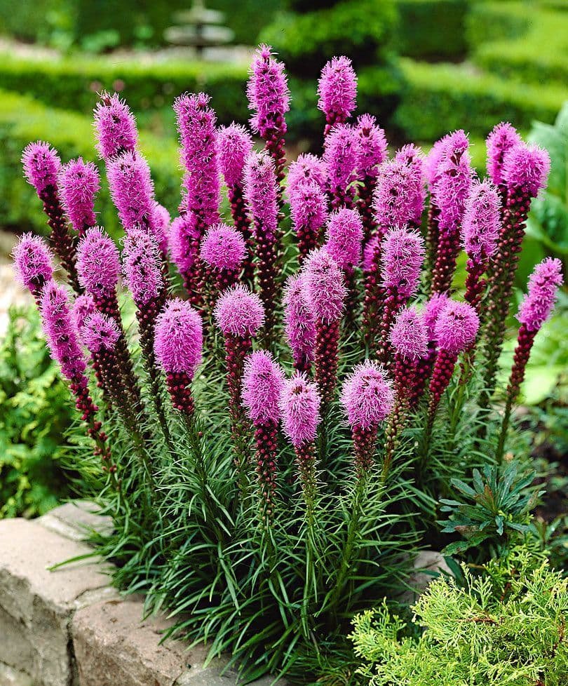 liatris-spicata-pink-4114-p