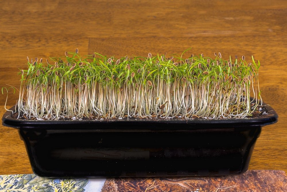 Dill-microgreens-1-day-under-light