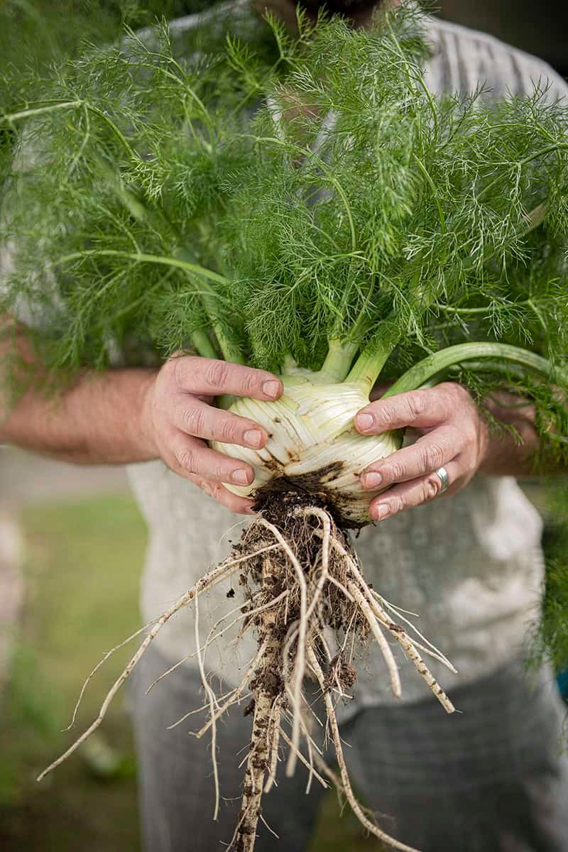 Florence-Fennel