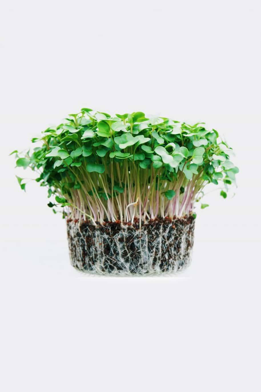 Red_Quinoa_microgreen_seeds_-_plantshome
