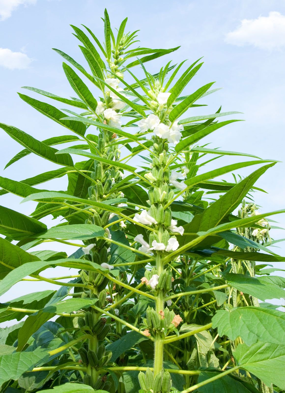 sesame-plant