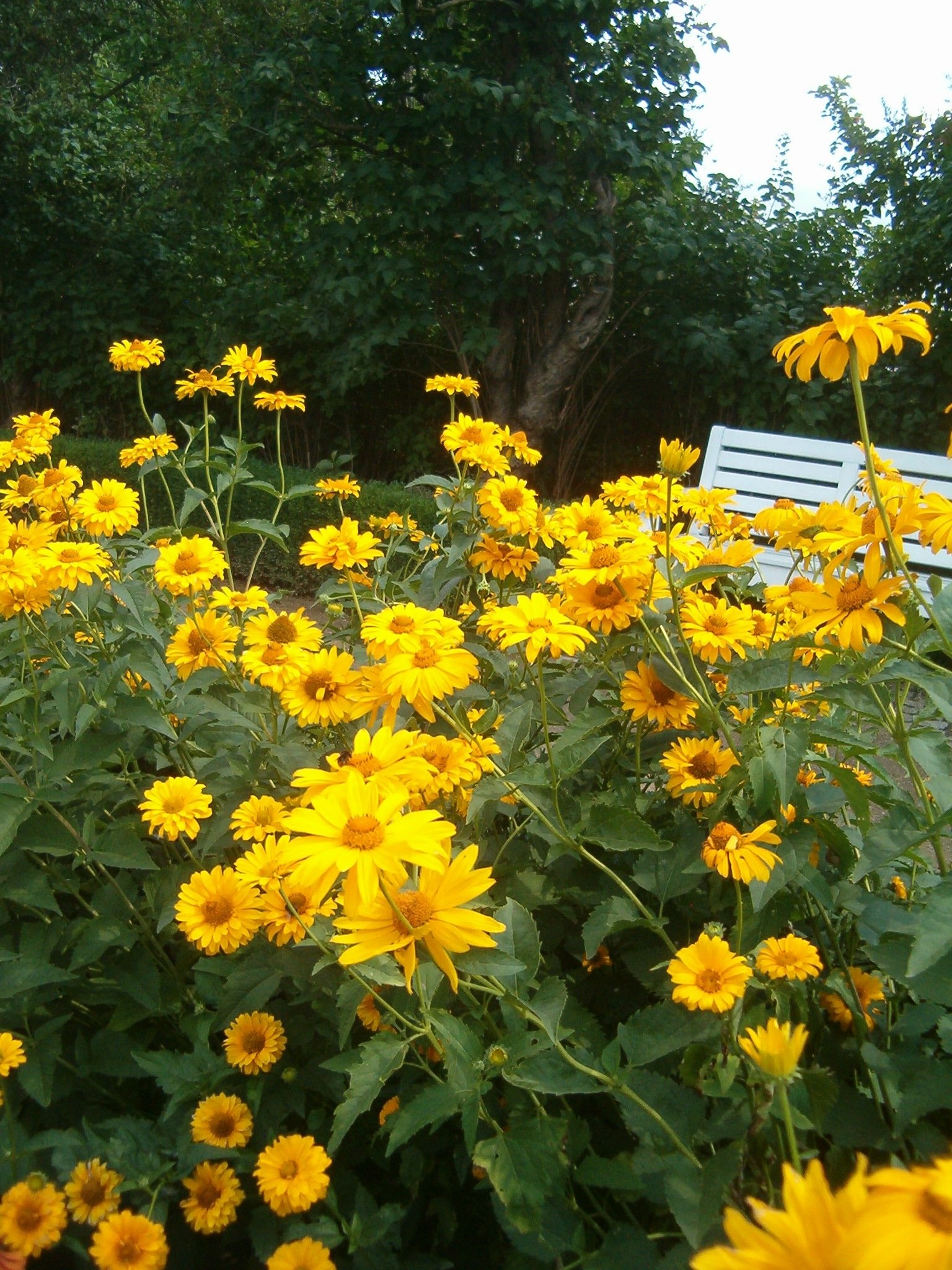 4982_1_Heliopsis_helianthoides_var_scabra_Sommerzw