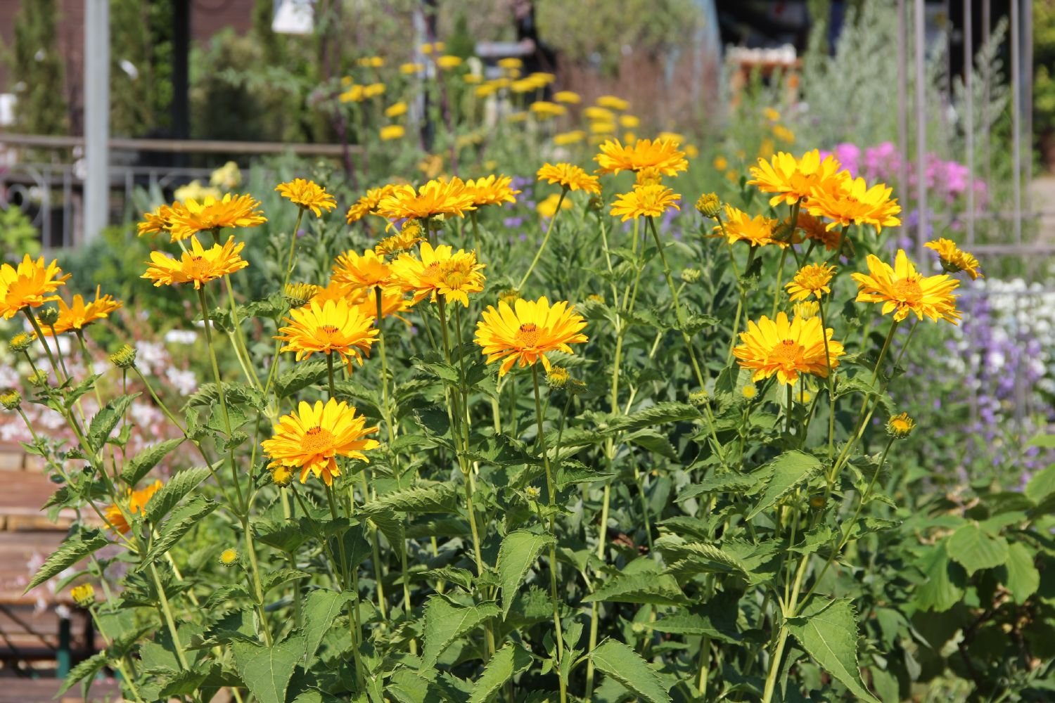 64230_Heliopsis_20scabra_20Venus-Garten-Sonnenauge_2