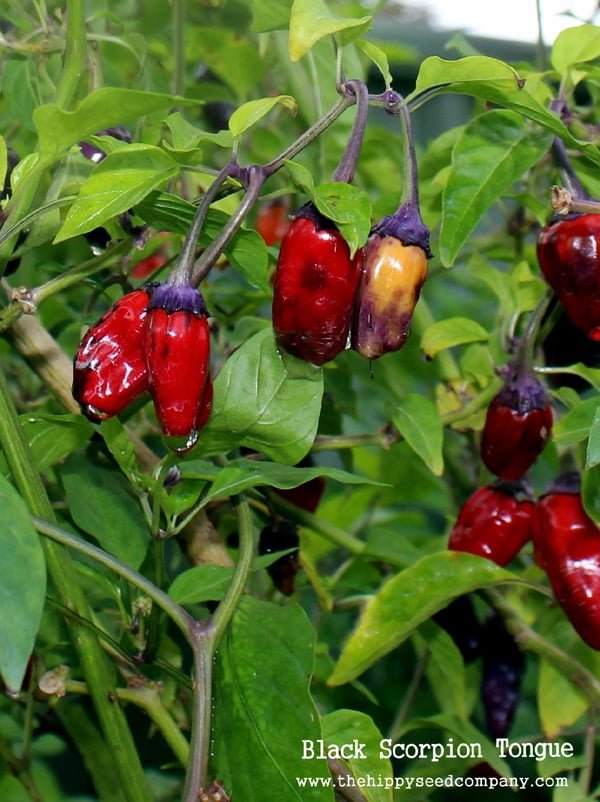 Black-Scorpion-Tongue-1-1