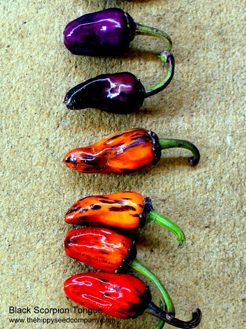 Black-Scorpion-Tongue-2