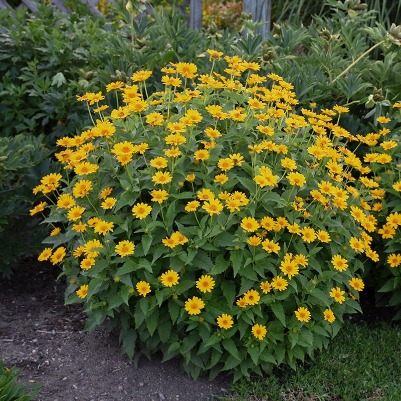 Heliopsis-Tuscan-Sun-2-P