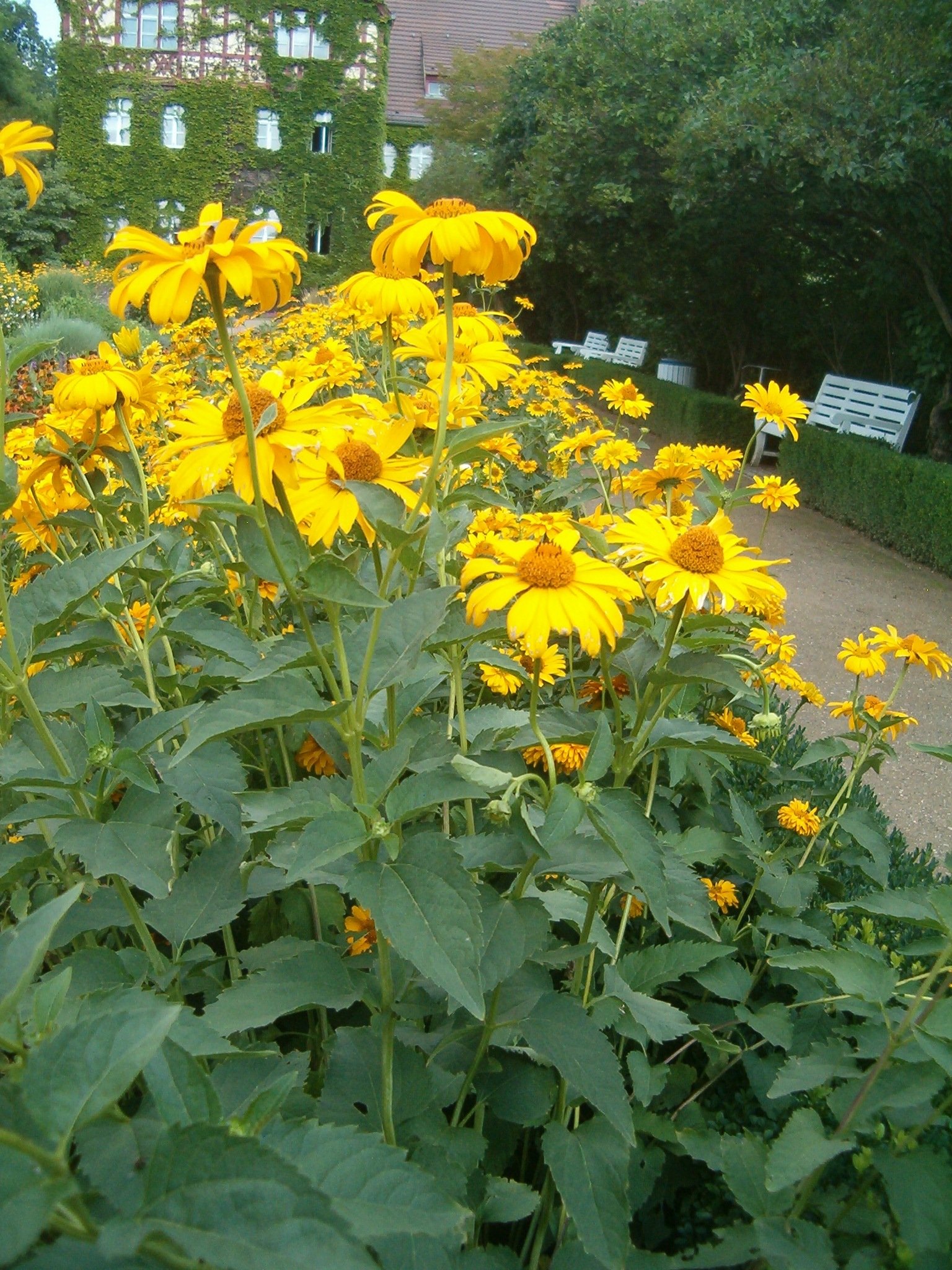 Heliopsis_helianthoides_var_scabra_Sommerzwerg_BotGardBln07122011E