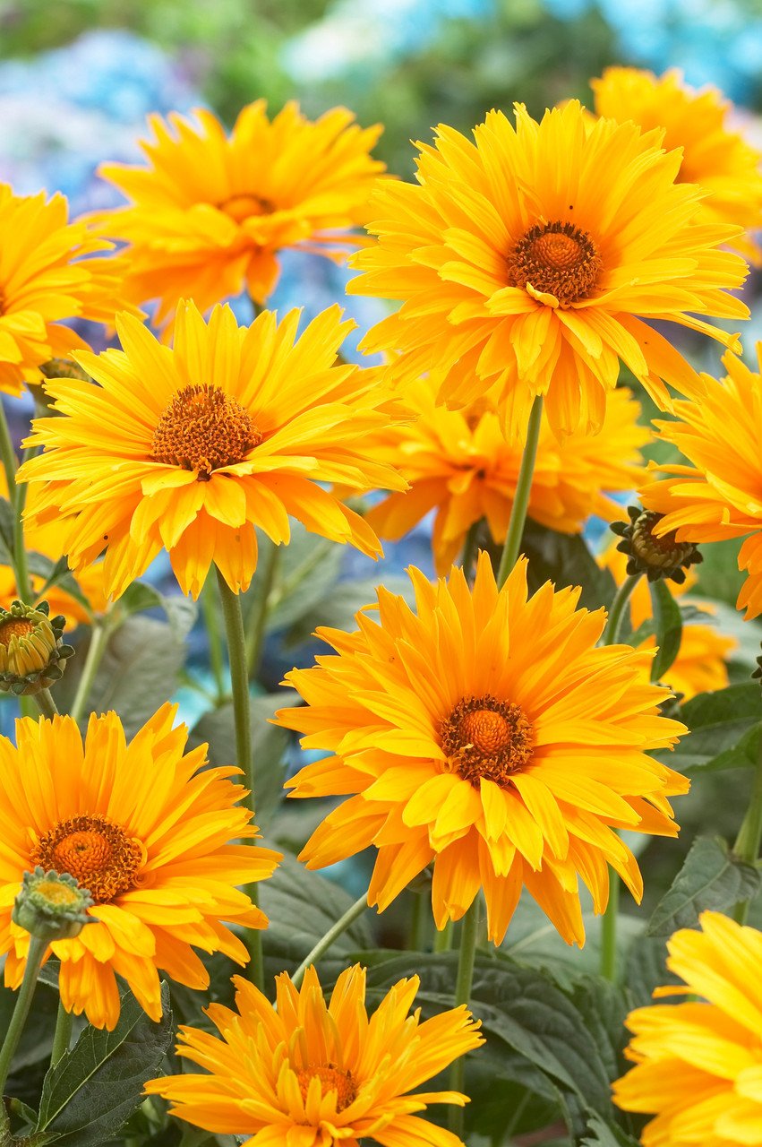 Heliopsis_scabra_Summer_Sun_0006622__61271