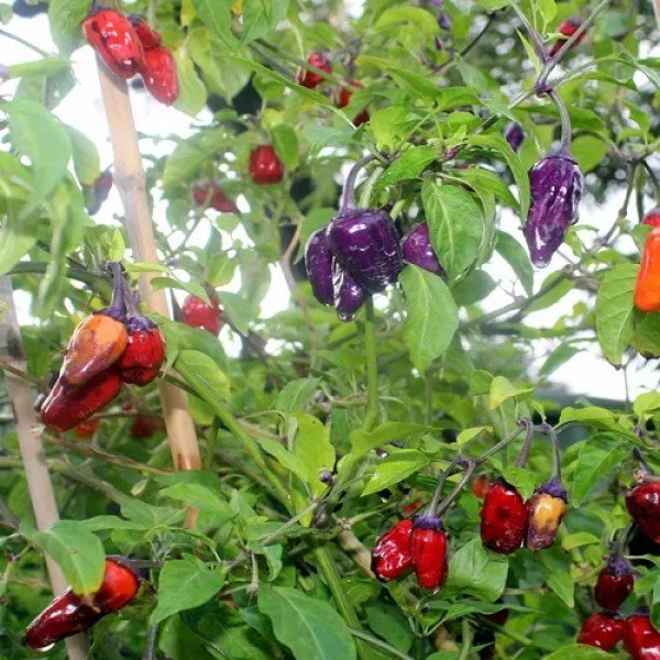 black-scorpion-tongue-pepper-25-500x500-600x600