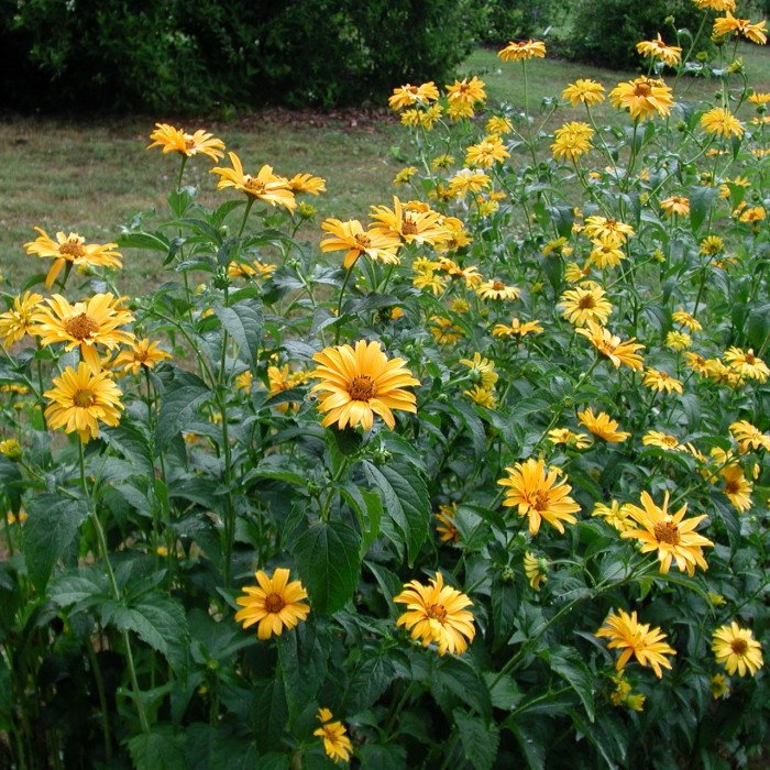 heliopsis-helianthoides-var-scabra