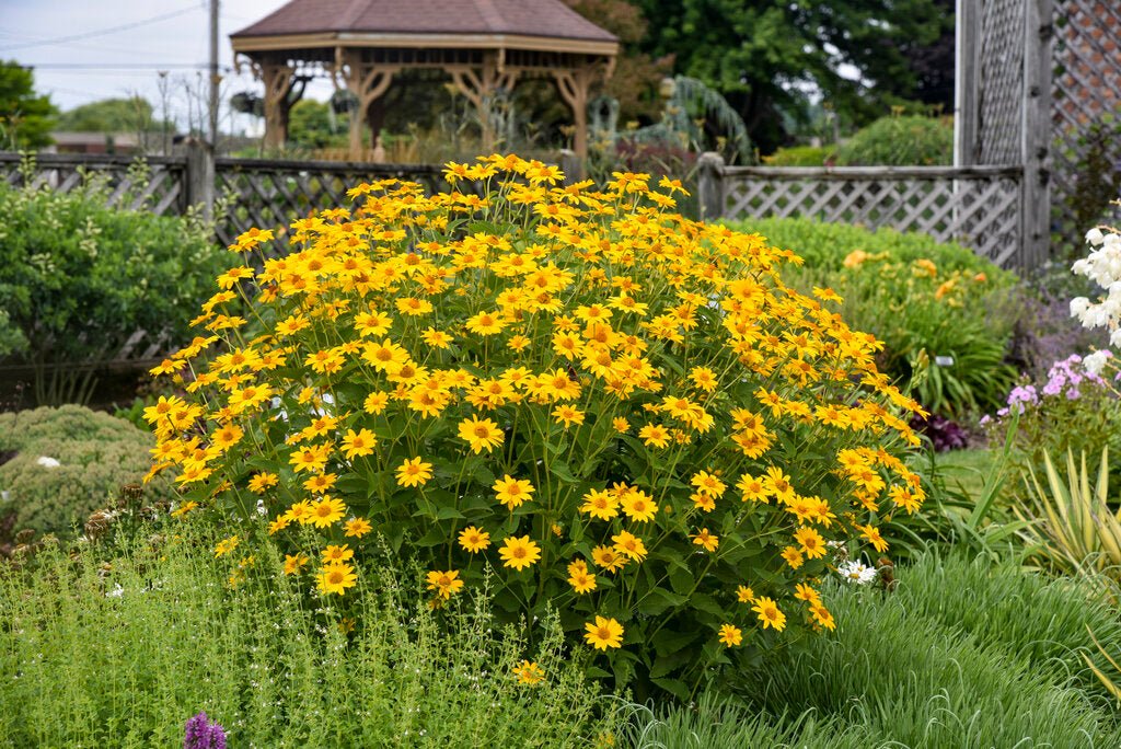 heliopsis_tuscan_sun_apj22_1