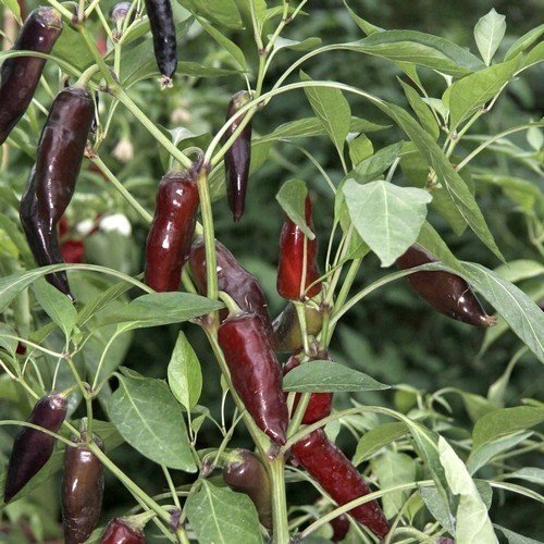 209447-peper-tasmanian-black (1)