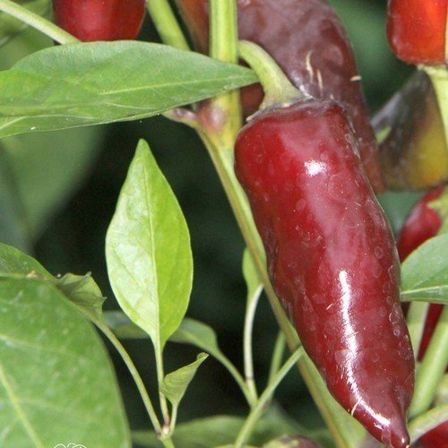 209447-peper-tasmanian-black