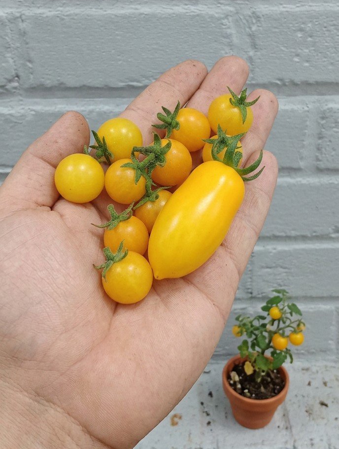 Add elongated Roma tomato to the micro dwarf tomato plant scene_20260627_121133_0000~2
