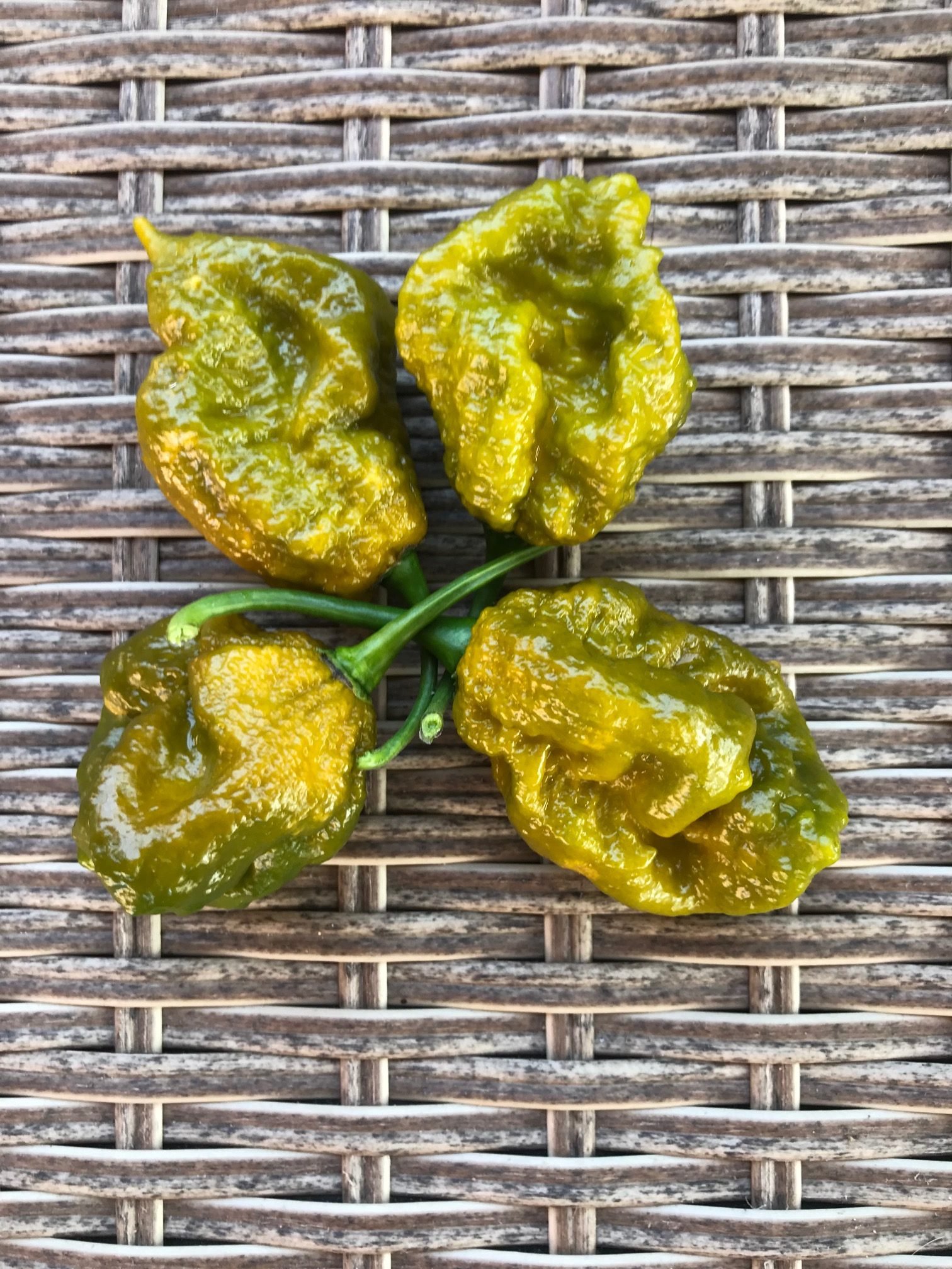 Big-mustard-mama-rotated