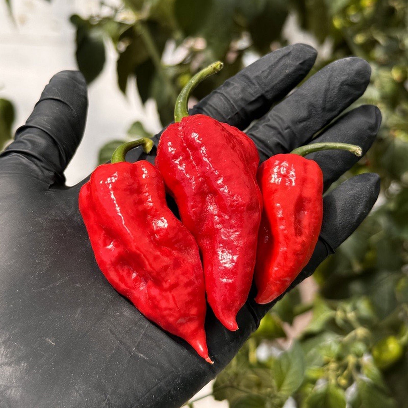 Ghost-Fresh-Peppers.02