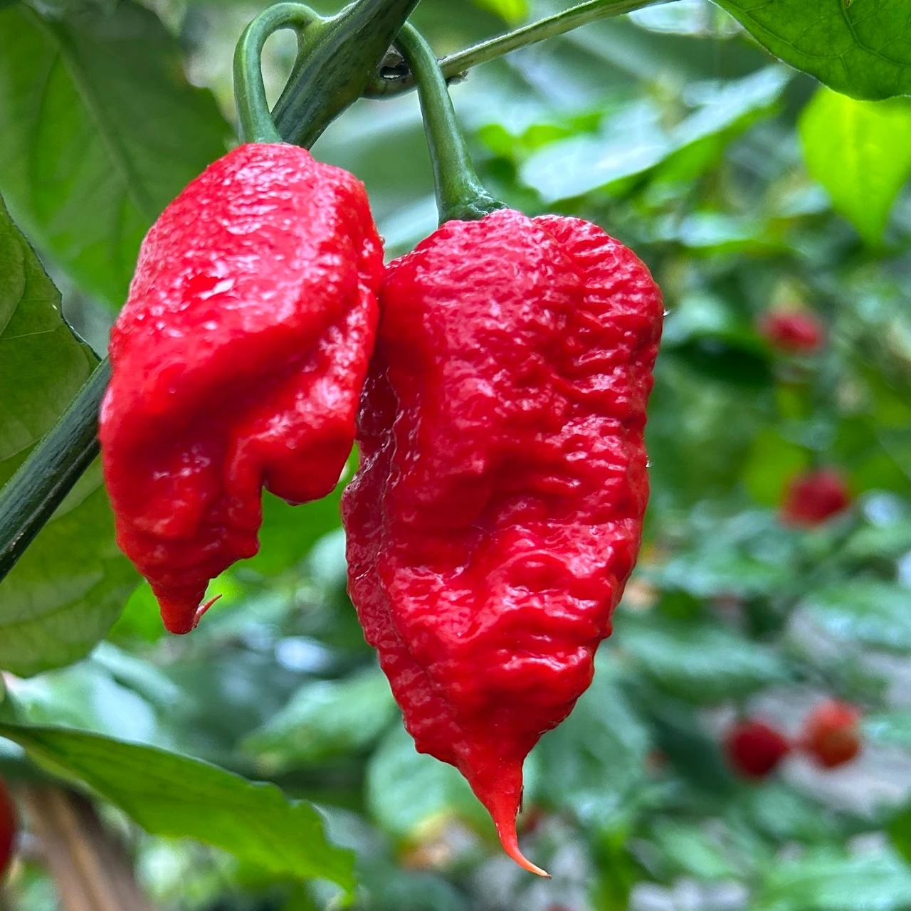 Ghost_breath_pepper_Tyler_farms_seeds2__89911