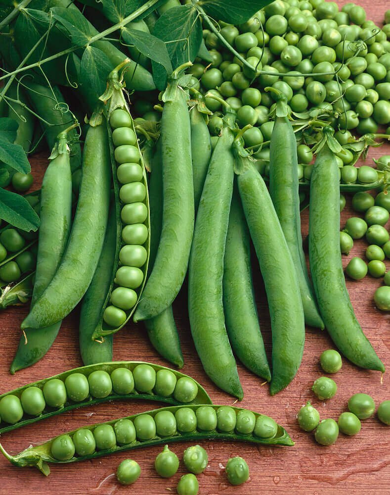 Green-Arrow-Pea-Seeds-English-Type-1970