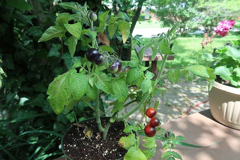 Inkspot-Micro-dwarf-Tomato-Plant