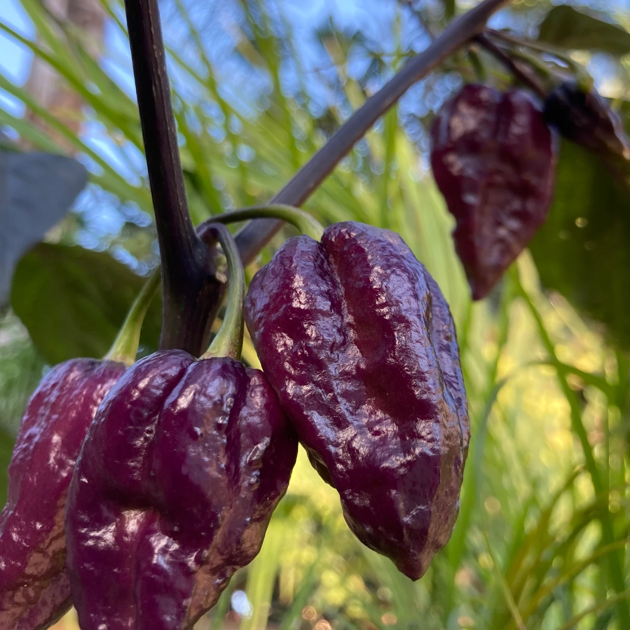 PURPLE_GHOST_pepper_tyler_farms__05814