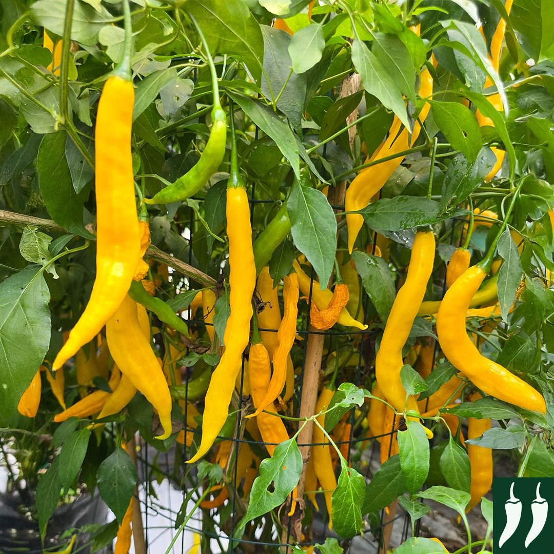Pepper-Hot-Aji-Guyana-3-031225-RD-SQ-PS-Sco