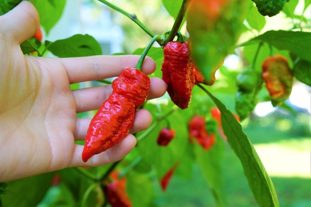 SM-Bhut-Jolokia-red-pod