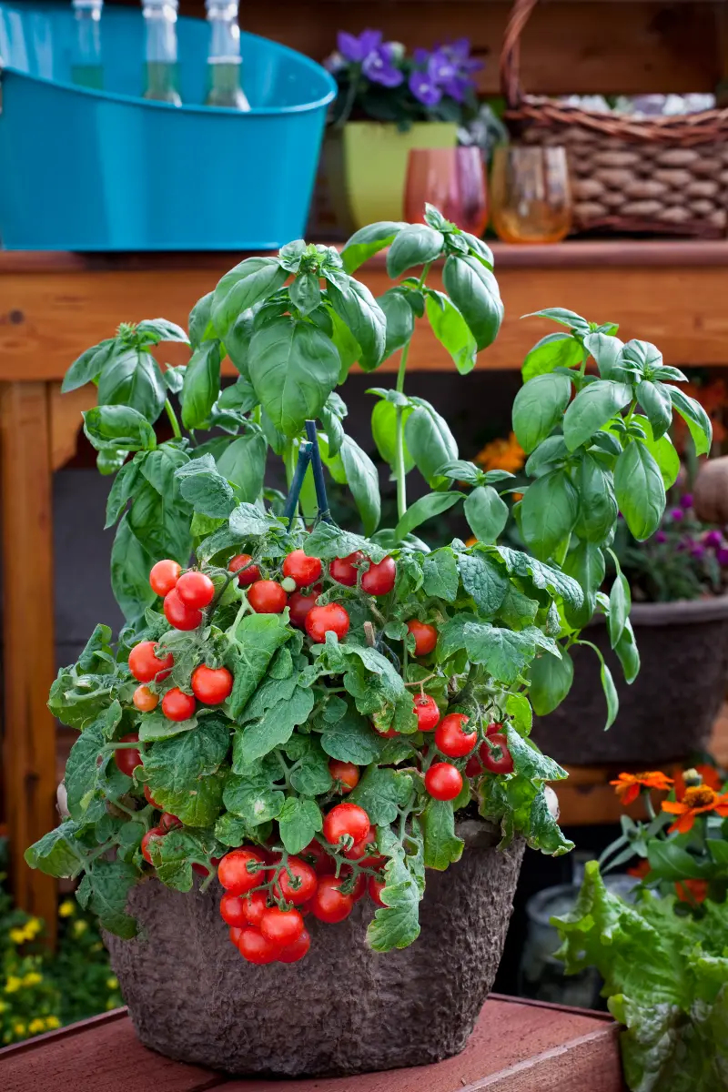 Tomato_RedRobin