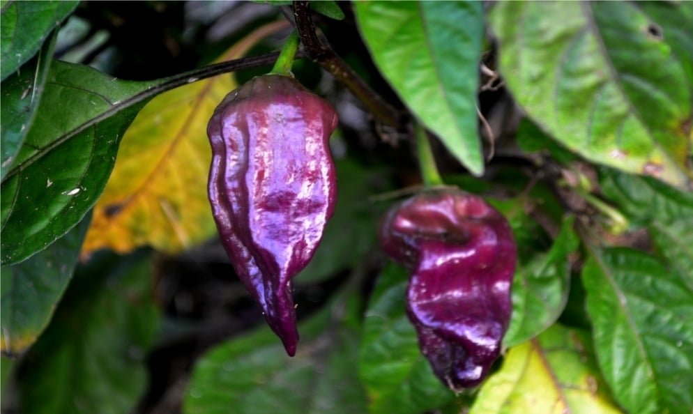 ghost-pepper-purple