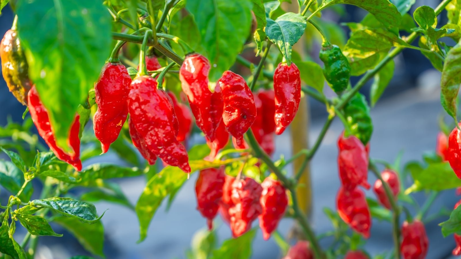 ghost-peppers