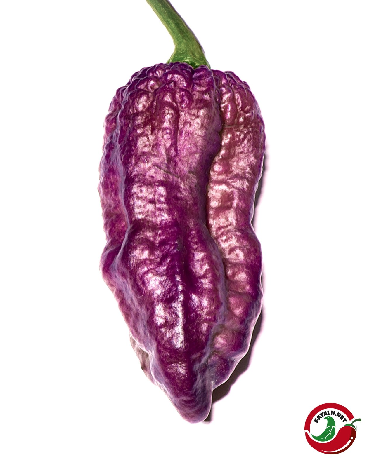 purple_bhut_jolokia