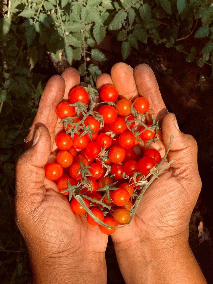 tomatoes-11693388892