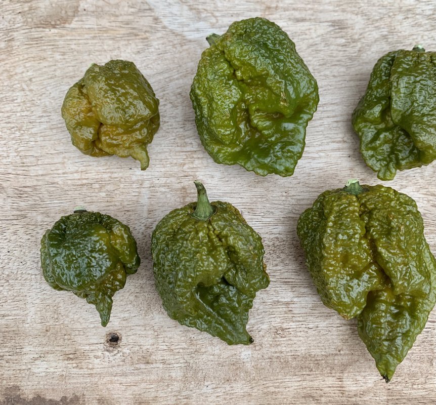 zpetwbimuma-hete-peper-big-mustard-mama-10-zaden