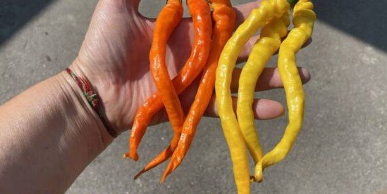 ГАЙЯНА-ЖЕЛТЫЙ-1024x1024~2