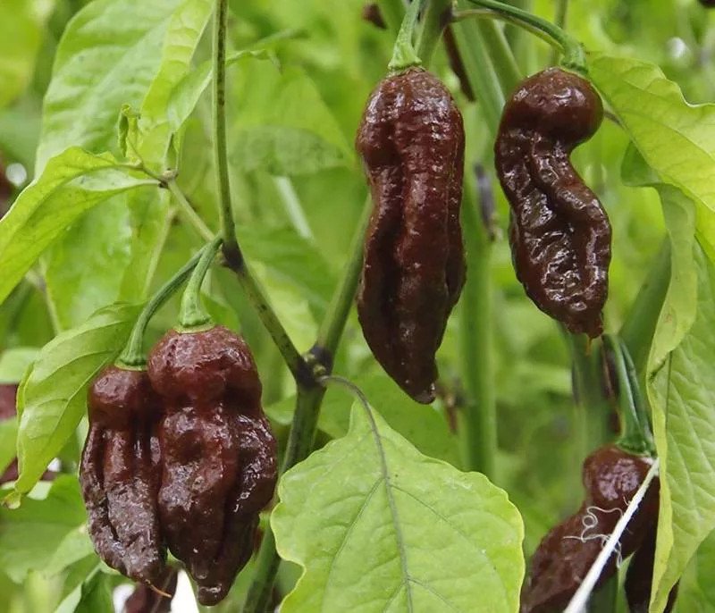 Bhut_Jolokia_Chocolate