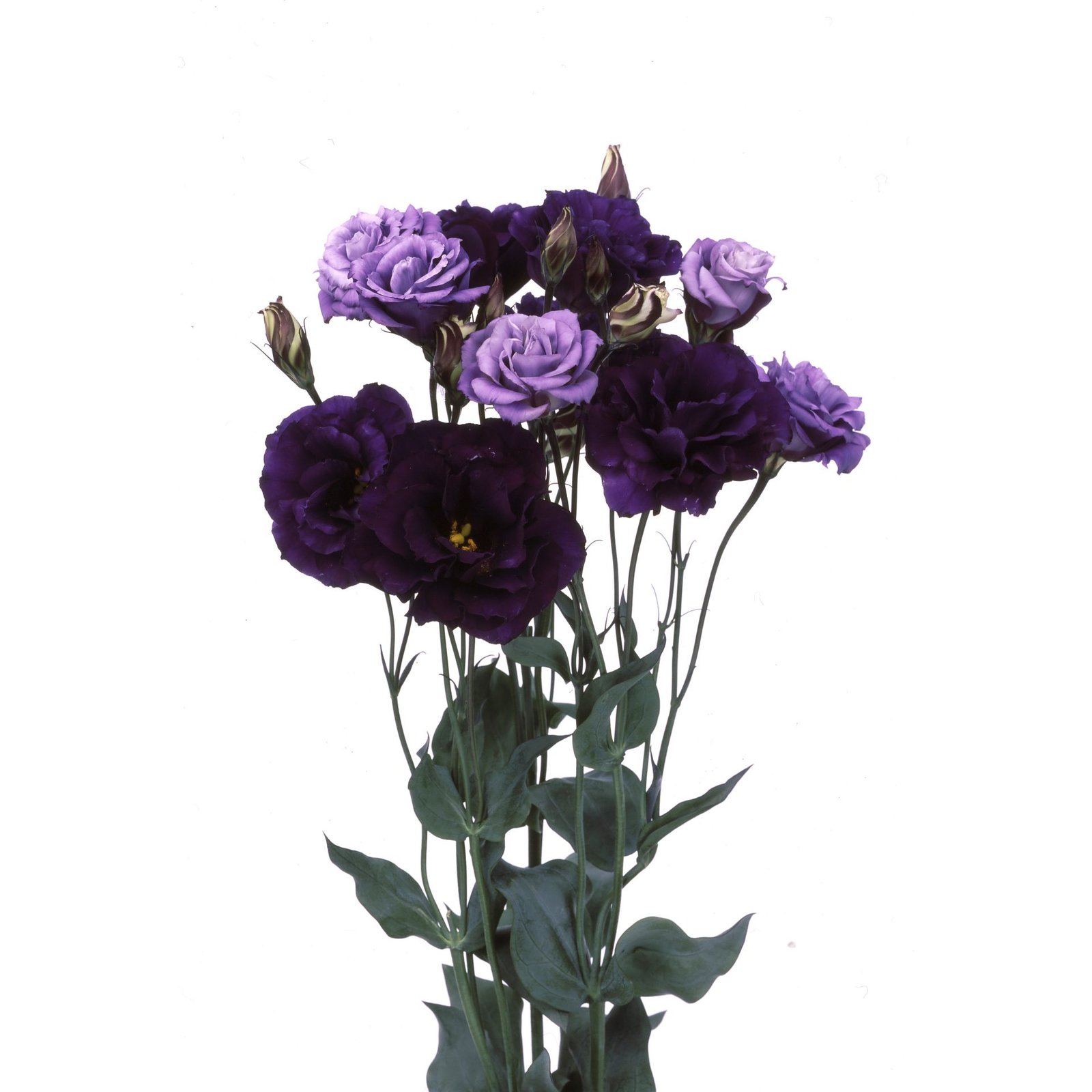 Lisianthus-Echo_Purple_HIGH-RES