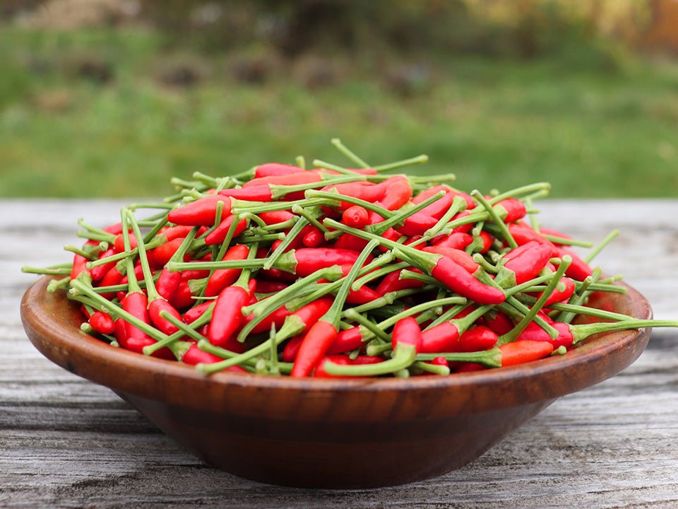 Thai-Birds-Eye-Hot-Pepper-seeds