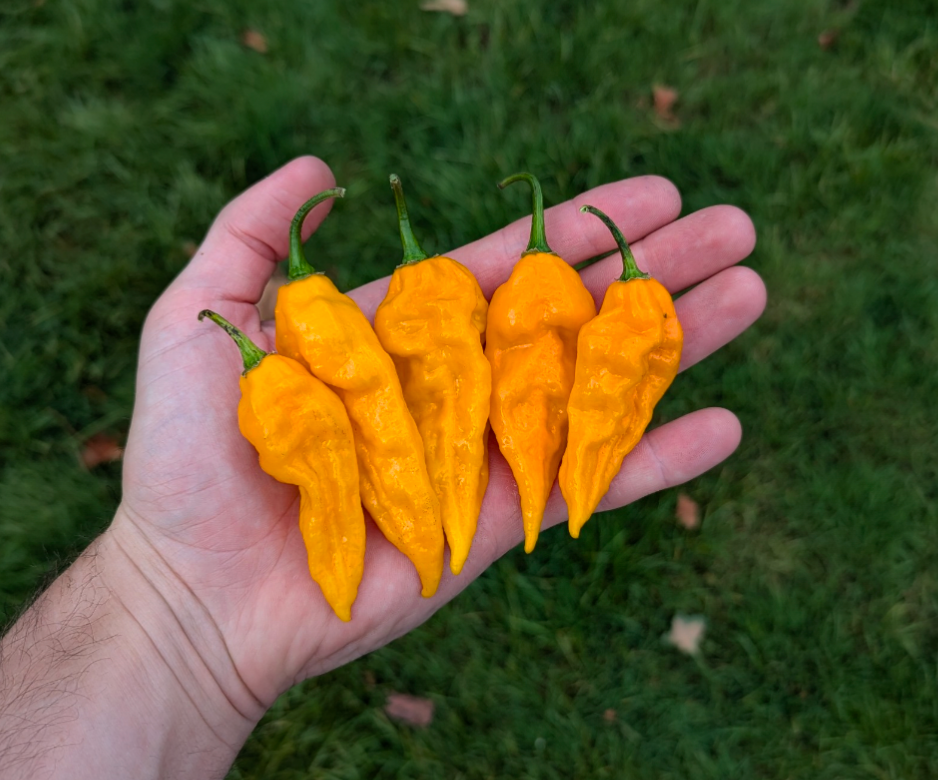 Yellow_Ghost_Pepper_SHU
