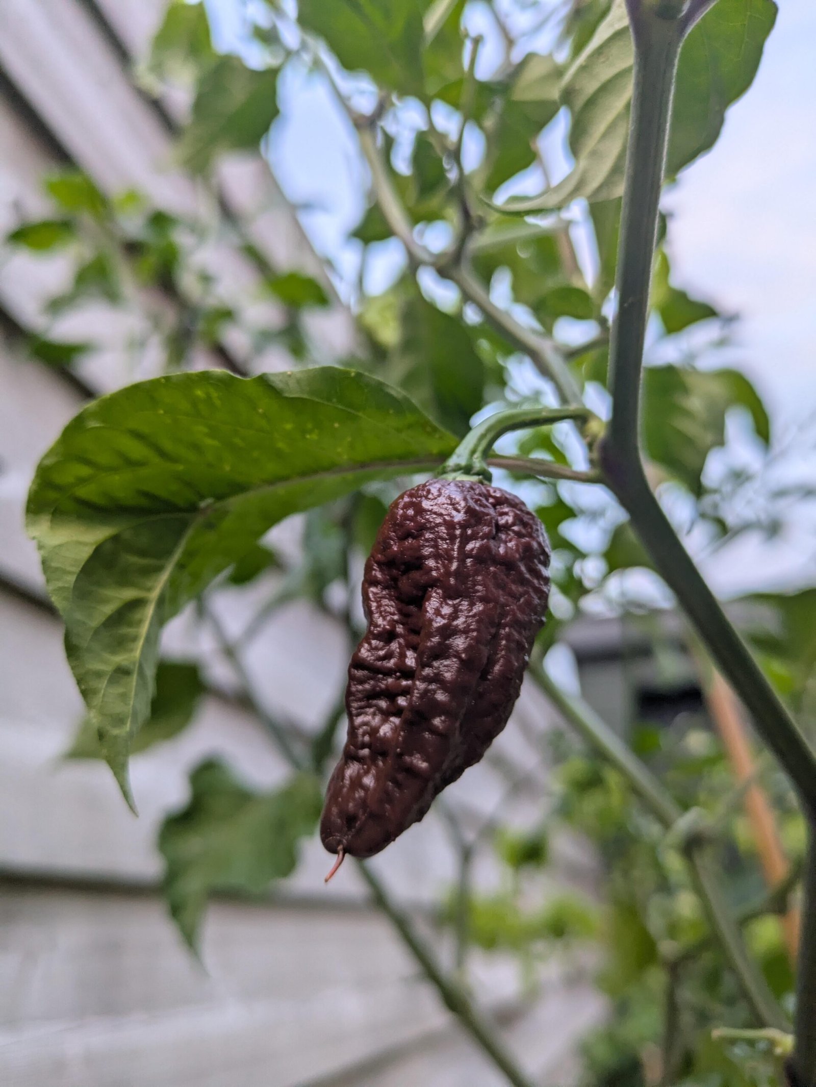 chocolate-bhut-jolokia-scares-me-v0-s8883ftie63f1