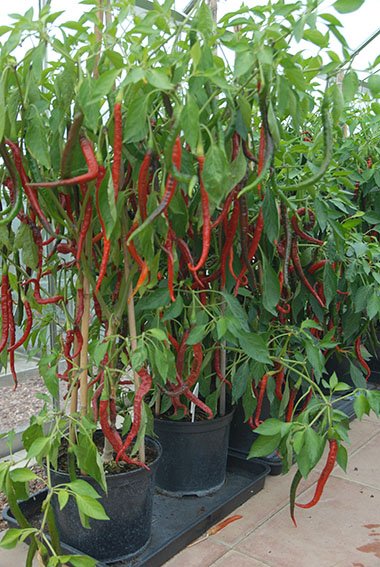 joes-long-chilli