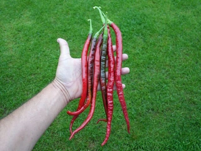 joes_long_cayenne3-1~2