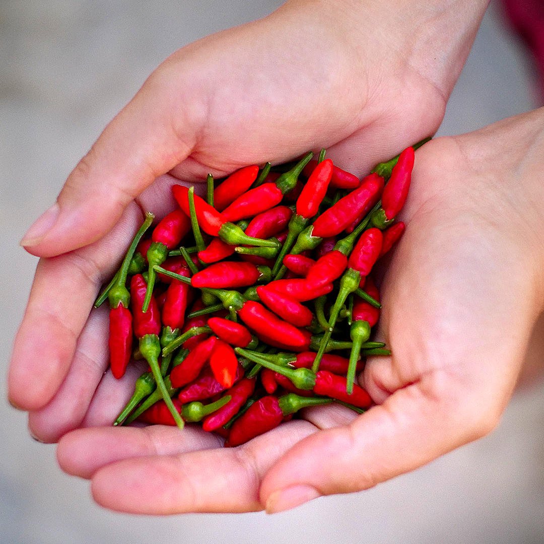thai birdseye pods in hand 1080sq