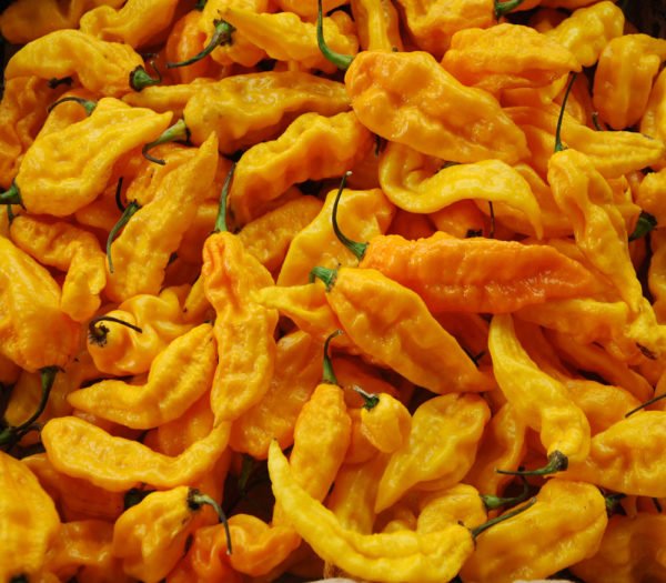 yellow-ghosts-3-e1616728255522